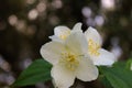 Bright white flowers of Philadelphus coronarius, sweet mock-orange, English dogwood