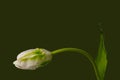 Bright white green closed parrot tulip blossom with leaf Royalty Free Stock Photo