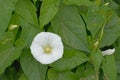 Bright white hedge bindweed flower on green leafs Royalty Free Stock Photo