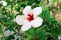 Bright white hibiscus hawaiian hibiscus on a green