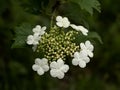White hortensia flowers and green leaves - hydrangea