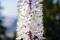 Bright white inflorescences of Eremurus in the summer garden
