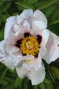 bright white large peony flower Rocky top view close-up center yellow. for cards, screensavers, stickers, covers