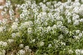 Bright white lobularia flowers with green burgeons and leaves are in the summer garden