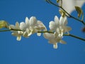 bright white morning orchid flowerÃ¯Â¿Â¼ Royalty Free Stock Photo