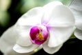 Bright white orchid flower in the garden Royalty Free Stock Photo