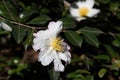 bright white petals on a flower in full bloom on a bush Royalty Free Stock Photo