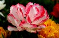 Bright white-pink tulip in full bloom close up in Goztepe Park in Istanbul, Turkey Royalty Free Stock Photo