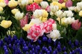 Bright white-pink, yellow and white tulips in Goztepe Park during the Tulip Festival in Istanbul, Turkey Royalty Free Stock Photo