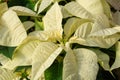 Bright White Poinsettia Plant ready for the holiday season