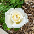 White Rose Closeup in Spring Garden Royalty Free Stock Photo