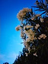 Bright white shrub flowers, Pescara, Abruzzo region