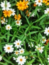 A small flower carpet. Small flowers grow in cold climates.