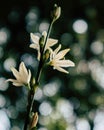 Bright white summer flowers with bright background