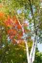 Bright white trunks of birch trees against brilliant autumn foliage colors Royalty Free Stock Photo