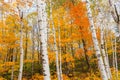 Bright white trunks and brilliant fall colors of New England forest