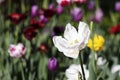 Bright white tulip flower closeup alone in the field. Tulip flowers Royalty Free Stock Photo