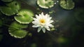 Bright white waterlily lotus flower in full bloom surrounded by green lily pads - generative ai