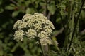 Bright white wild carrot flowers