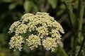 Bright white wild carrot flowers