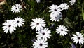 Bright white wild daisies