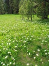 Meadow of wildflowers