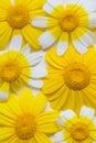 Bright white and yellow daisies. Natural background. Summer moo Royalty Free Stock Photo