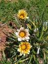 Bright white and yellow daisies