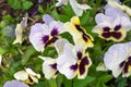 Bright white and yellow garden viola flowers in a flower bed as a natural background.