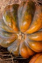 Bright whole pumpkin dark orange ribbed close-up farmer harvest design base