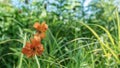 Bright wild flower Saranka Lilium Martagon