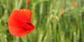 Bright wild red poppy flower, petals wet from rain, closeup detail Royalty Free Stock Photo