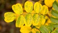 Bright wild rose in autumn