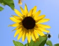 Bright wild sunflower.