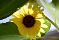 Bright wild sunflower.