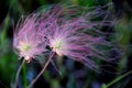 Bright Wildflower Prairie Smoke Blowing In The Wind in Wisconsin, USA