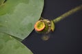 Bright wildflowers growing on lily pads in the wetlands of Florida Royalty Free Stock Photo