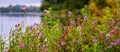 Bright wildflowers near the river in summer panorama