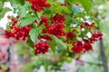 Red berries of a tree