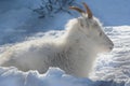 Dall Sheep Ewe Winter Napping Royalty Free Stock Photo