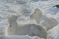 Winter Reposed Dall Sheep Lambs Royalty Free Stock Photo