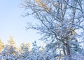 Bright winter day in Sweden. Frosted trees and snowy ground. Winter in scandinavia. Landscape wallpaper. Royalty Free Stock Photo