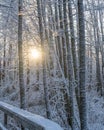 Bright winter day in Sweden. Frosted trees and snowy ground. Winter in scandinavia. Landscape wallpaper. Nature Royalty Free Stock Photo