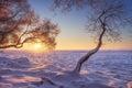 Bright winter landscape on golden sunlight. Frosty trees on frozen lake shore covered by snow. Christmas time. Winter nature