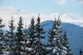 Bright winter landscape with pine tree branches covered with fresh fallen snow in mountain forest on cold wintry day Royalty Free Stock Photo