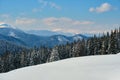 Bright winter landscape with pine tree branches covered with fresh fallen snow in mountain forest on cold wintry day Royalty Free Stock Photo