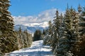 Bright winter landscape with pine trees covered with fresh fallen snow in mountain forest on cold wintry day Royalty Free Stock Photo