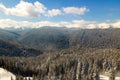 Bright winter landscape with pine trees covered with fresh fallen snow in mountain forest on cold wintry day Royalty Free Stock Photo