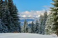 Bright winter landscape with pine trees covered with fresh fallen snow in mountain forest on cold wintry day Royalty Free Stock Photo