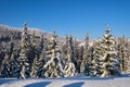 Bright winter landscape with pine trees covered with fresh fallen snow in mountain forest on cold wintry day Royalty Free Stock Photo